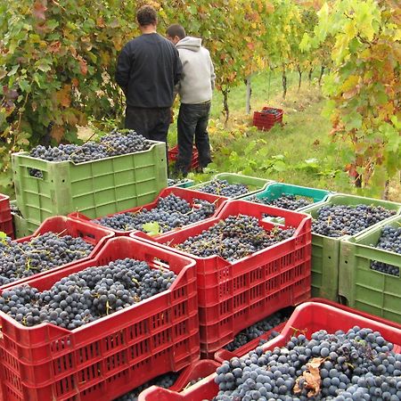 Podere Riosto Cantina&Agriturismo Pianoro Dış mekan fotoğraf