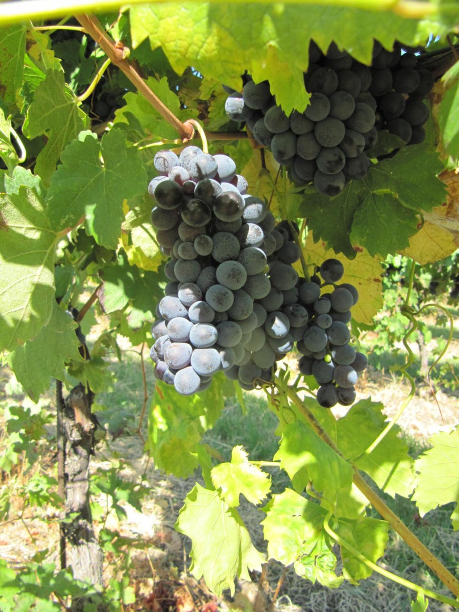 Podere Riosto Cantina&Agriturismo Pianoro Dış mekan fotoğraf