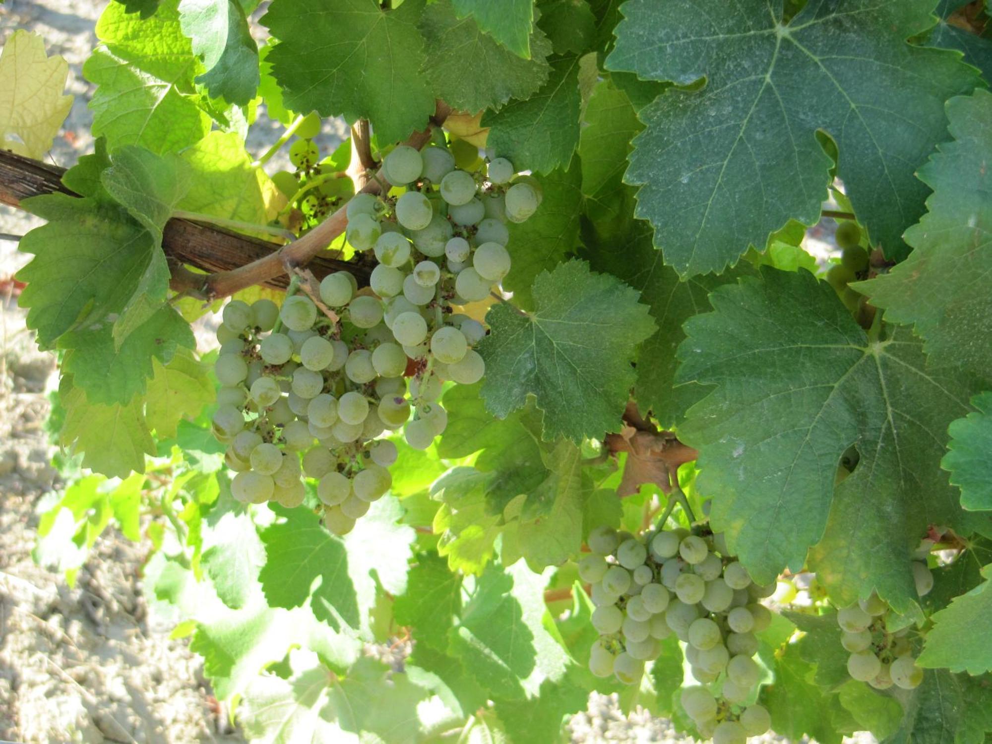 Podere Riosto Cantina&Agriturismo Pianoro Dış mekan fotoğraf