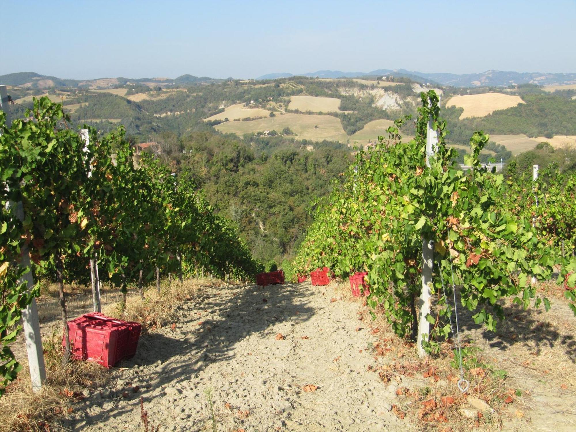 Podere Riosto Cantina&Agriturismo Pianoro Dış mekan fotoğraf