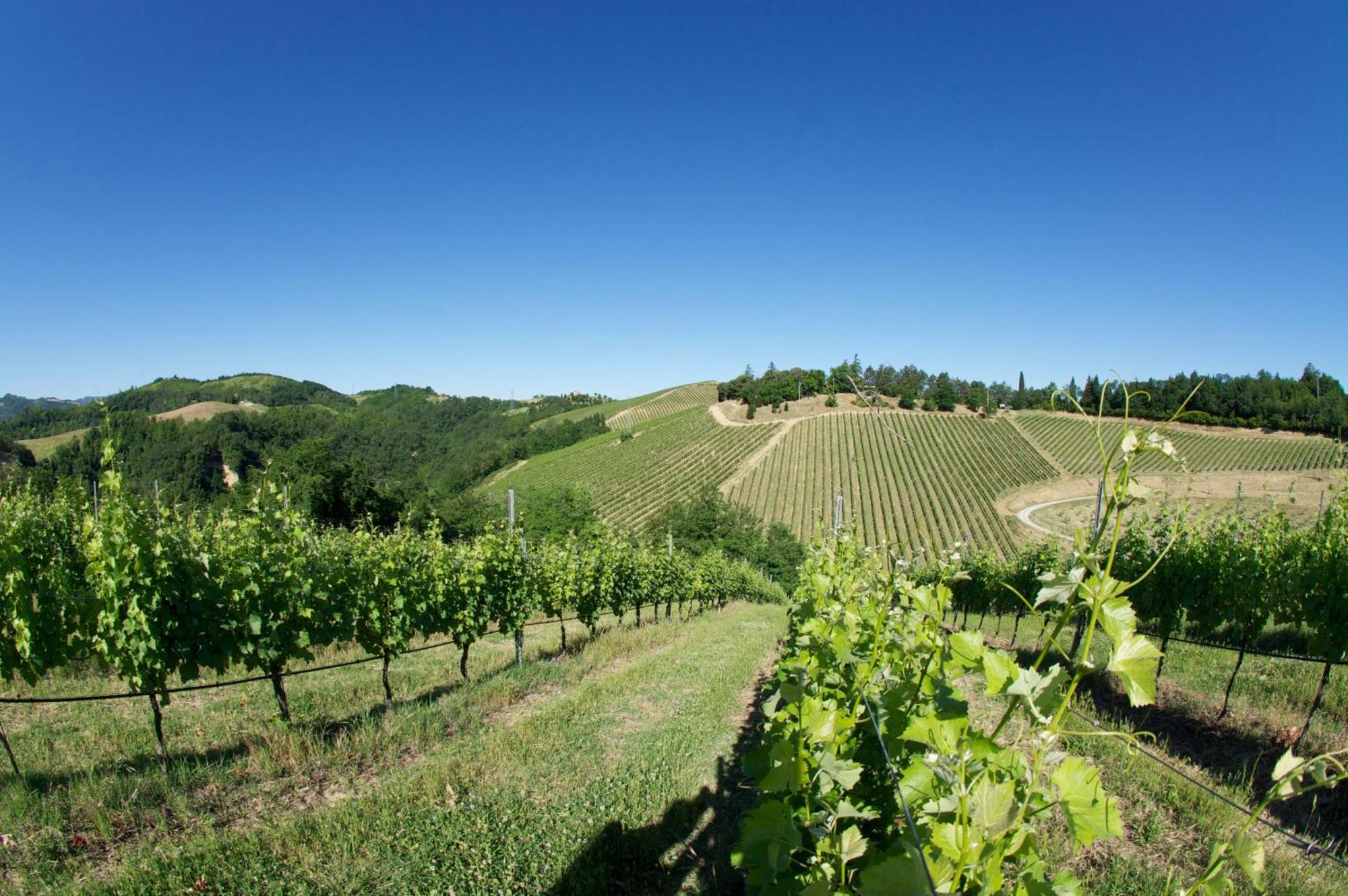 Podere Riosto Cantina&Agriturismo Pianoro Dış mekan fotoğraf