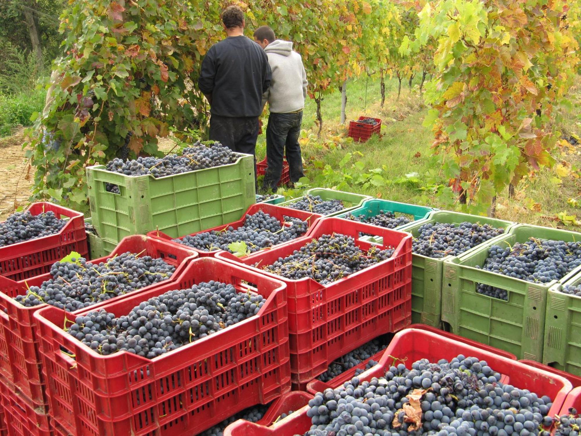 Podere Riosto Cantina&Agriturismo Pianoro Dış mekan fotoğraf